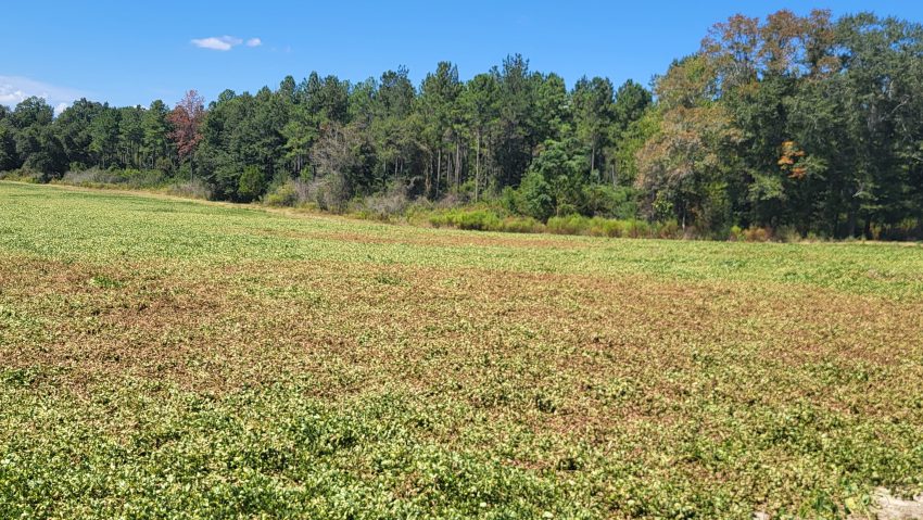 dead and/or severely wilted peanut plants