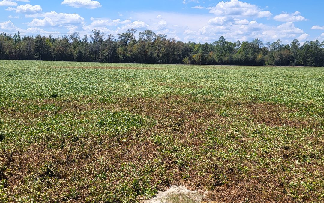 Peanut Maturity Update – 9/25/25 Edition