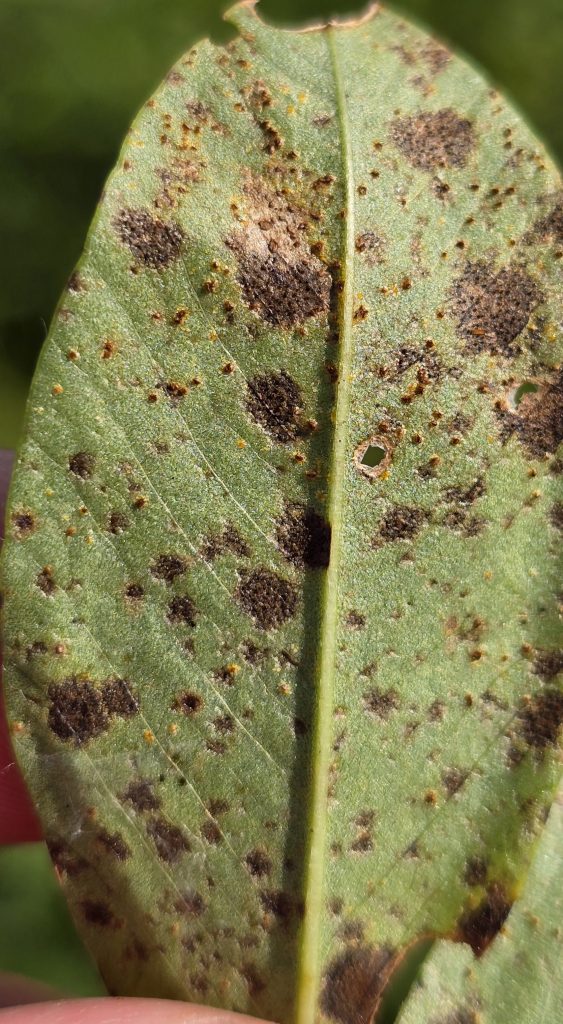 Peanut leaflet with both rust and late leaf spot