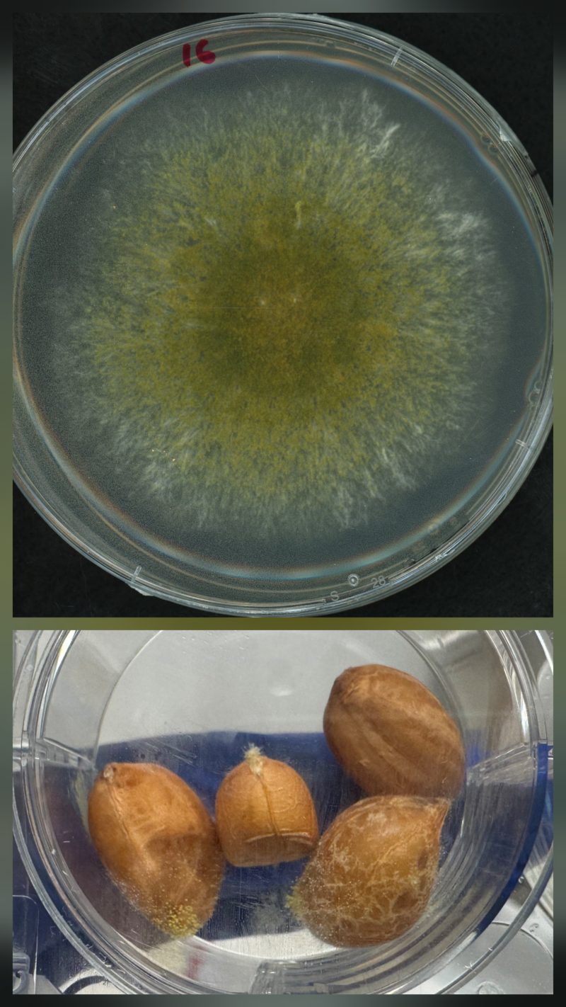 Aspergillus spp.; Colony morphology and host infection of aflatoxin-producing fungi.