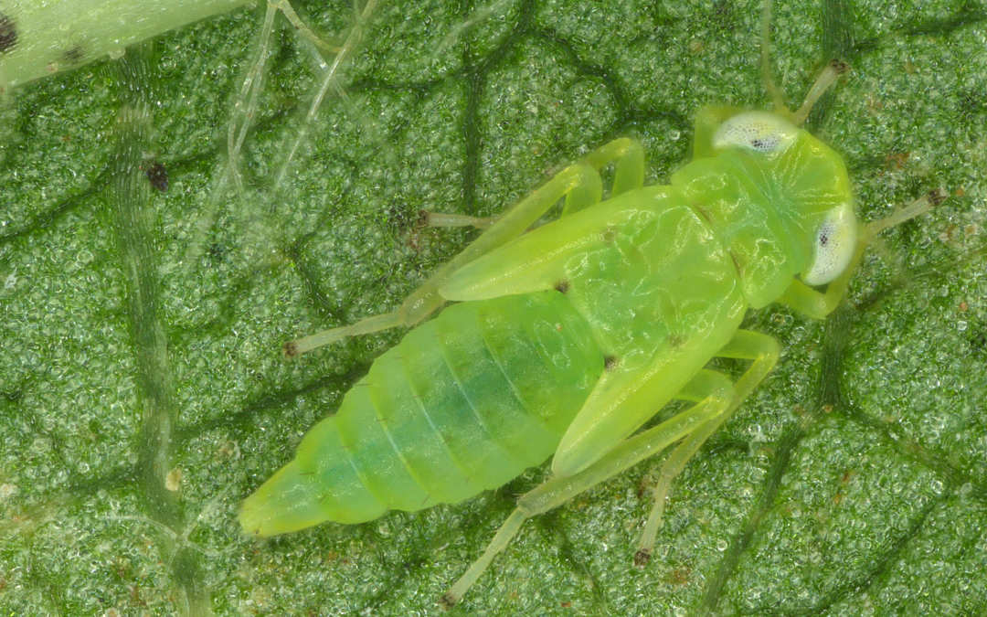 The Cotton Jassid: What We Learned in 2025 & What to Expect in 2026