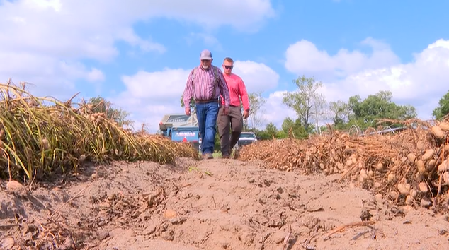 Larry Ford & his grandson Daniel Stoutamire walk through dug peanuts drying for harvest.