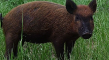 Picture of wild piglet from game camera at the Ona Range Cattle Research Station.