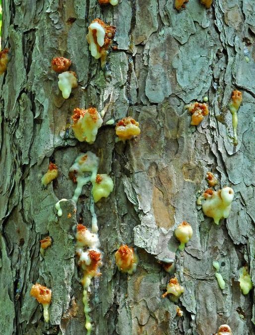 Recent Drought Conditions Increase Pine Bark Beetle Risk