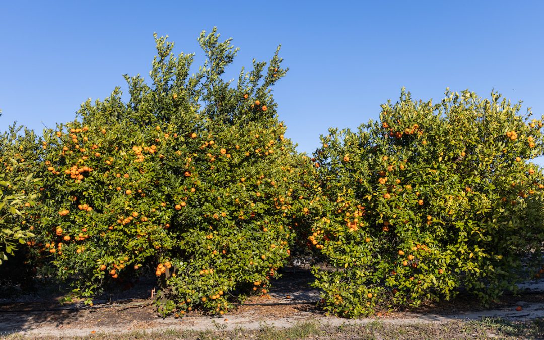 UF NuCitrus – Added Protein Makes Citrus Trees Tolerant to Citrus Greening
