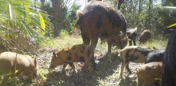 Picture from a game camera at Ona Range Cattle Research Station that shows a sow and piglets.