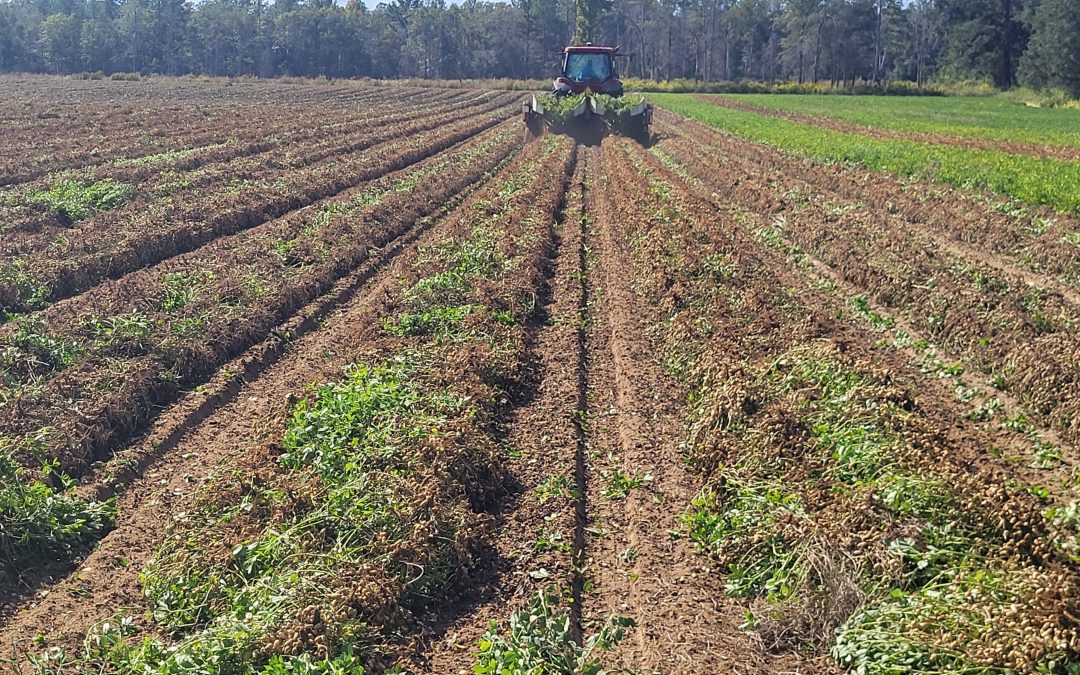 Peanut Maturity Update – 10/9/25