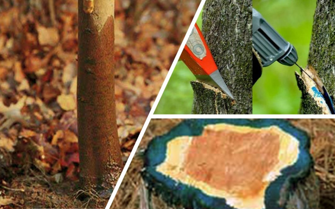 Fall Can be a Great Time for Vegetation Management