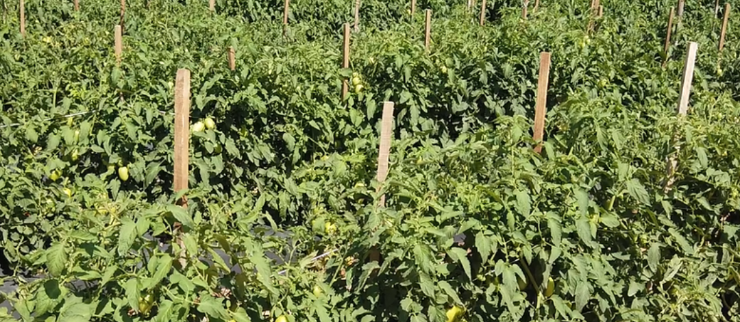Direct Marketing: How Panhandle Produce Growers Are Adapting