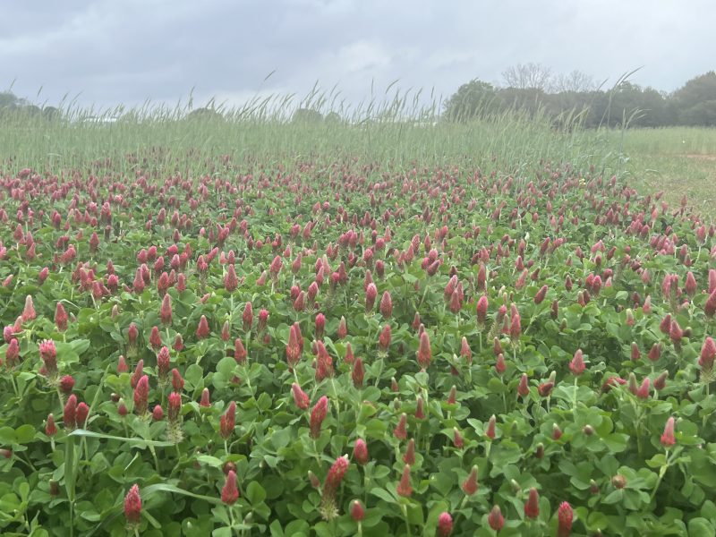 Crimson Clover