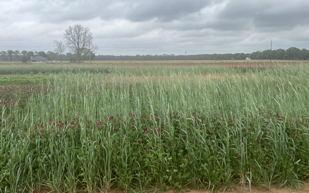 Potential Winter Cover Crops and Best Management Practices