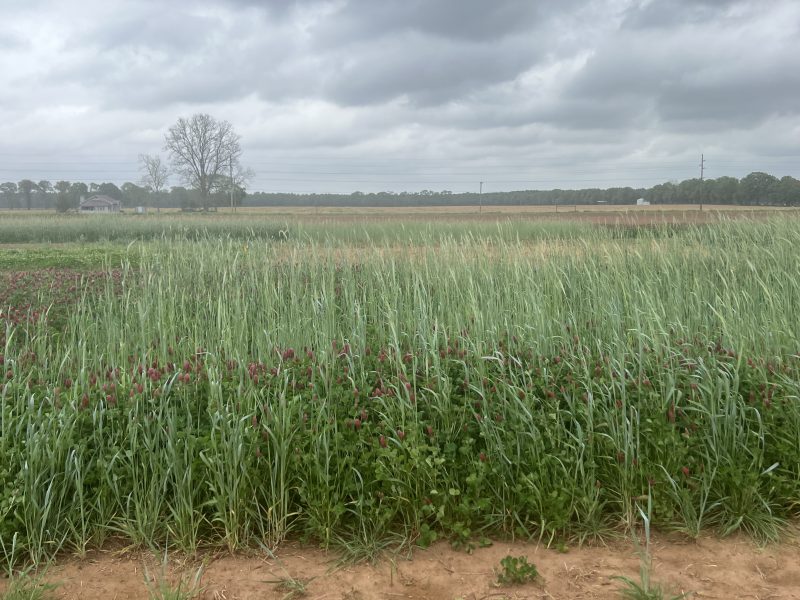 rye and crimson clover