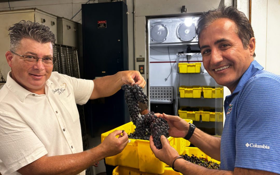 Pierce’s Disease-Resistant Wine Grape Breakthrough Offers Hope for a Florida Wine Renaissance