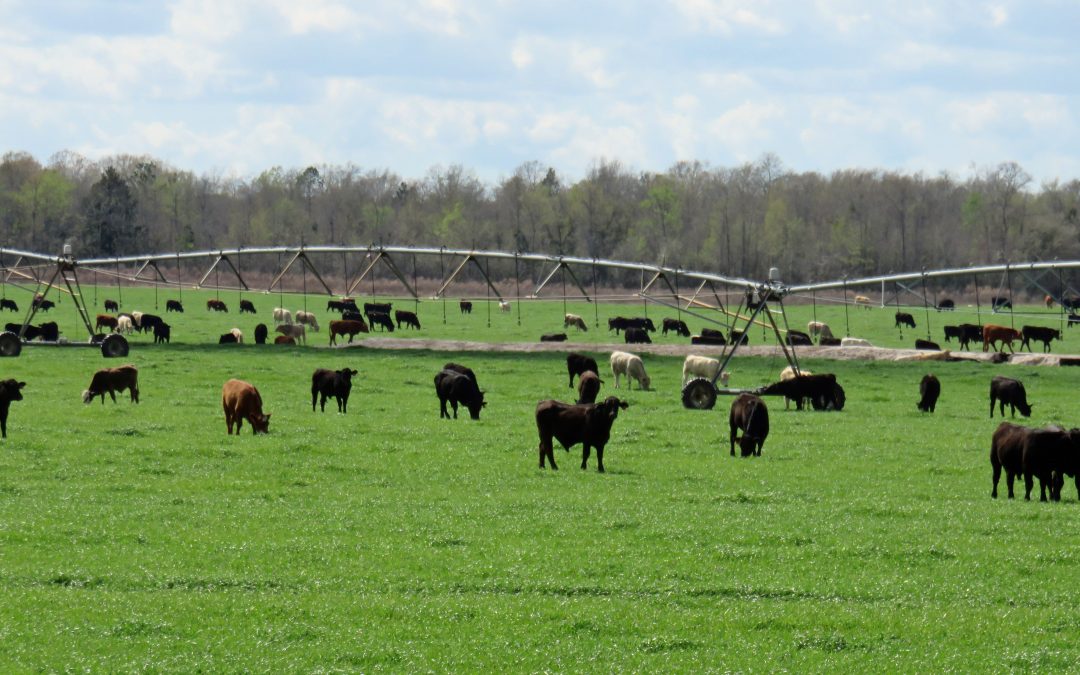 Contract Grazing: A Flexible Option for Row Crop Producers