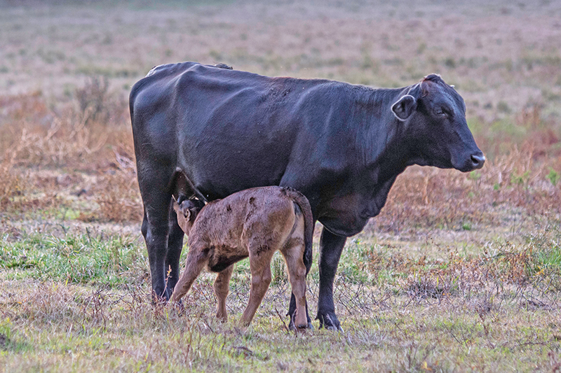 Why Do I Have So Many Open Cows? Causes of Reproductive Failure