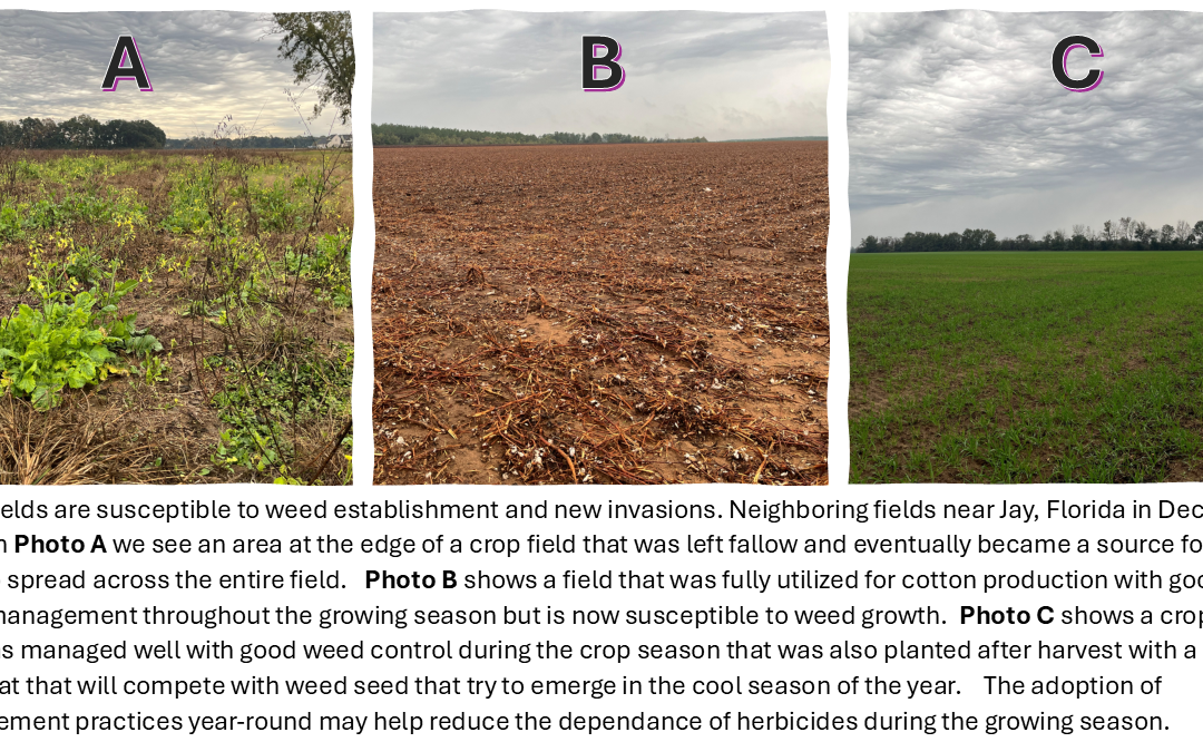 Where Did That Weed Come From? The Importance of Weed Management Practices and Timings