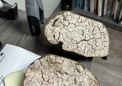 Brown object cut open to display grainy tan interior