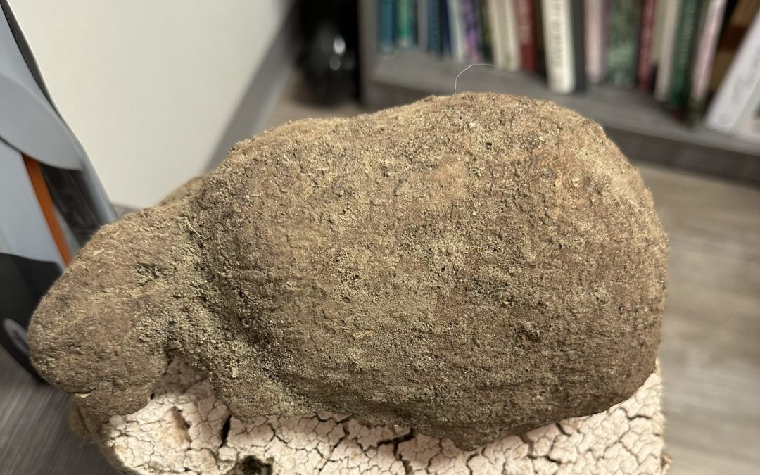 What Lies Beneath: The Surprising Find on a Florida Farm