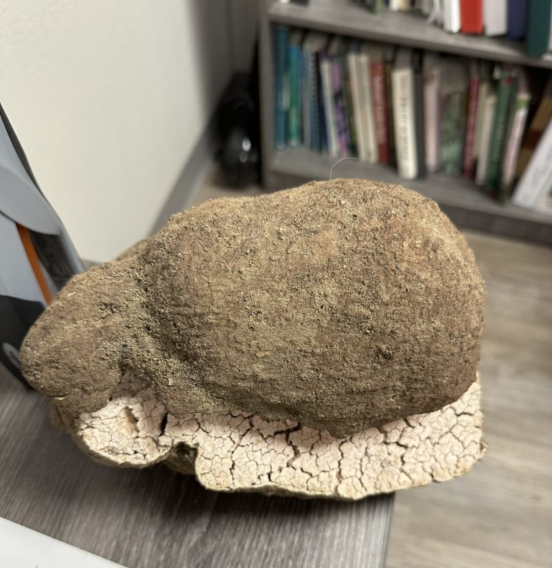 Brown object cut in half but placed together