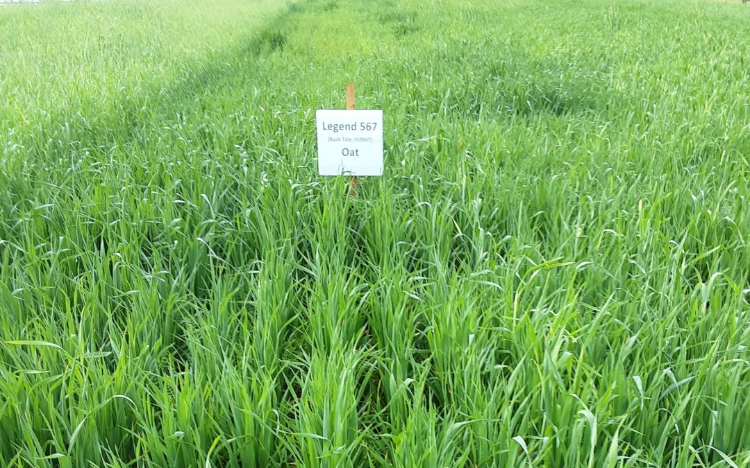 Come See the Washington County Cool-Season Forage Demo – February 12