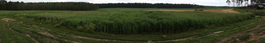 wide angle image of forage demonstration plot