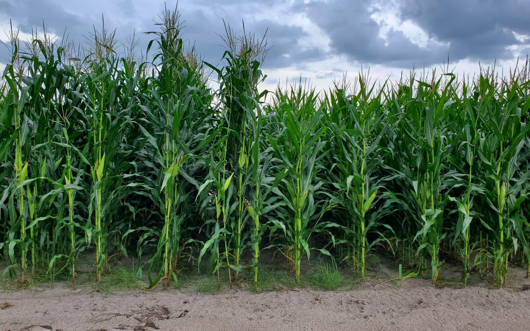 Variety Choice Matters – Results from the 2025 Spring Corn Silage Variety Trial