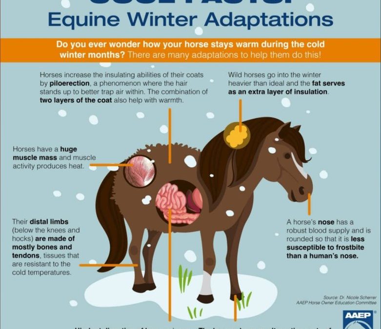 Winter Management Considerations for Horses