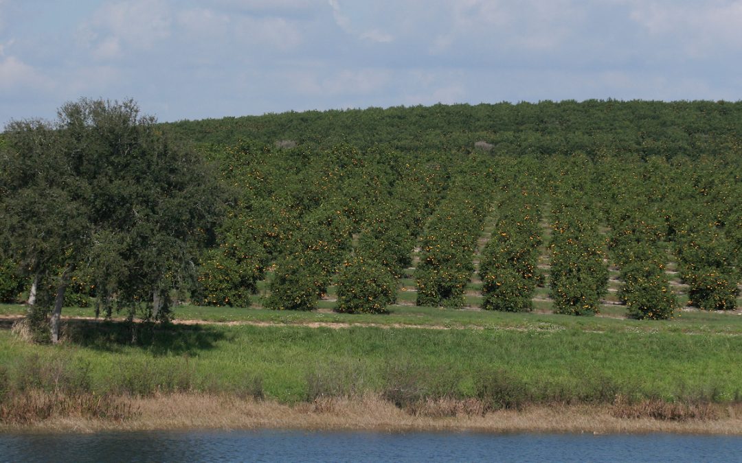Friday Feature: What Happened to Florida’s Oranges?