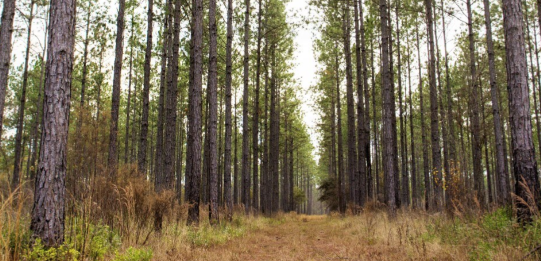 A Balanced Approach to Managing Florida Panhandle Forested Lands for Wildlife