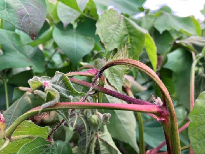 Stem Canker and Dieback – An Emerging Disease of Cotton. What Panhandle Growers Need to Know