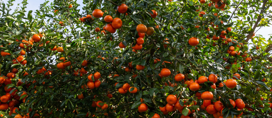 2026 Citrus Health Forum- February 19