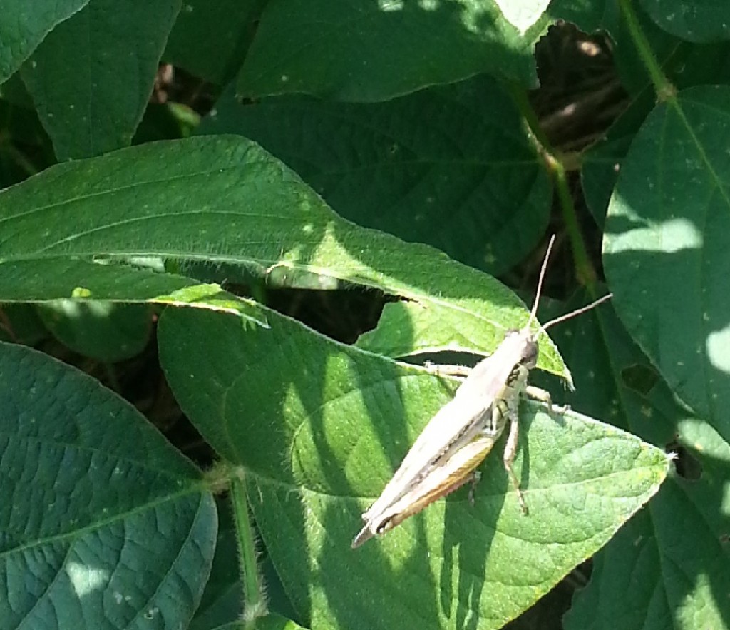 Small grasshoppers (1 inch or less) are easier to control than larger ones.