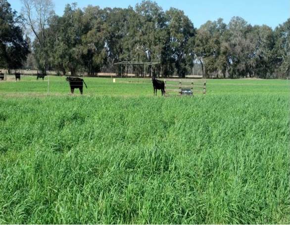 Winter grazing trial at the UF/IFAS NFREC February 2013 show lush winter pasture for cattle.