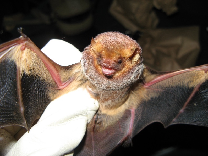 Bats are economically beneficial.  They consume many insect pests without the use of pesticides.