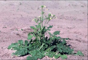Wild radish, known locally as wild mustard, is emerging now and can be effectively controlled is sprayed early in the season.