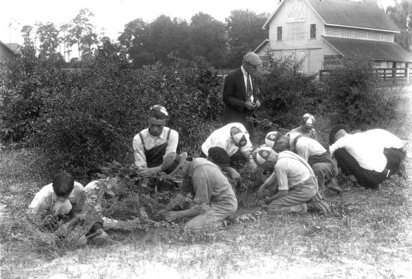 Teaching 4-H youth the science of grafting and budding.  Photo Credit: State Archives of Florida, Florida Memory, http://floridamemory.com/items/show/63198